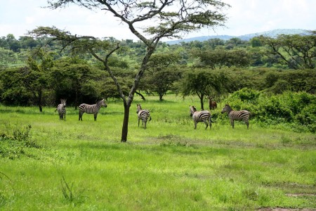 Akagera (Parc national)