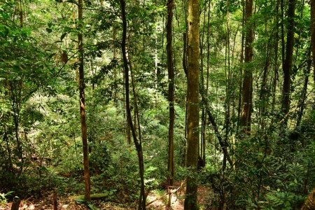 Brownsberg (parc naturel)