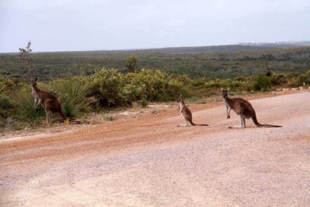 Le Parc National Cape Arid