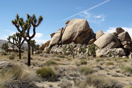 Le Parc national de Joshua Tree