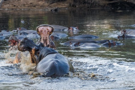 Kafue (parc national)