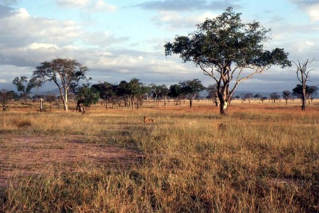 Mikumi (Parc National)