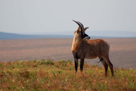 Nyika (Parc national)