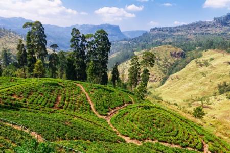 Nuwara Eliya