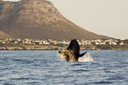 Hermanus