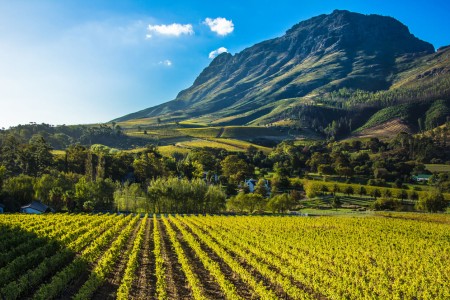 Stellenbosch