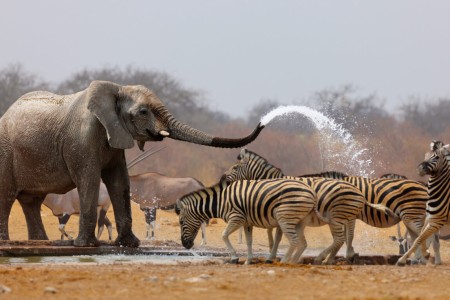 Etosha (Parc national)