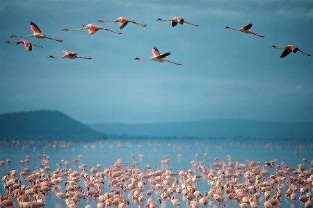 Lake Manyara (Parc national)