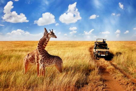 Serengeti (Parc National)