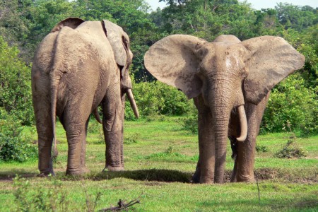 Le Parc national Mole