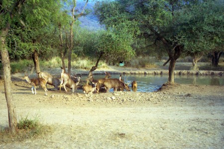 Parc national de Sariska