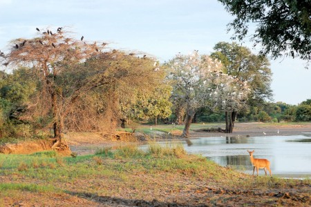 Parc national de Luangwa Sud (South Luangwa)