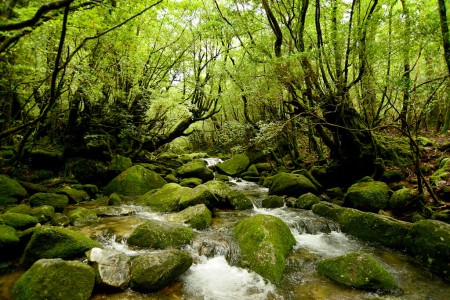 Yakushima