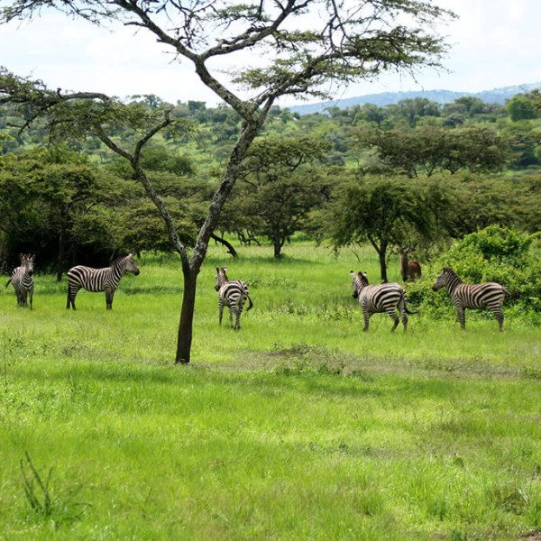 Akagera (Parc national)