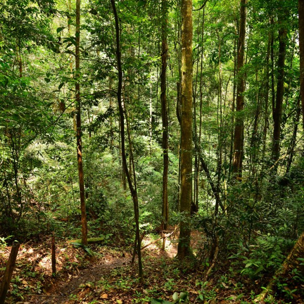 Brownsberg (parc naturel)