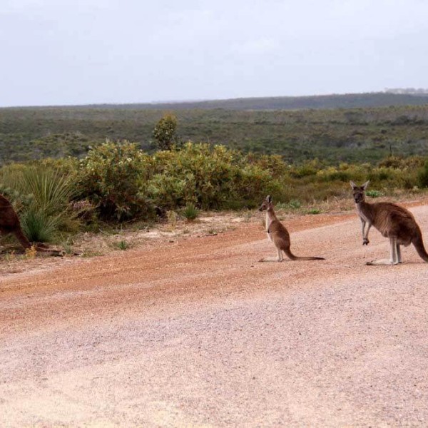 Le Parc National Cape Arid