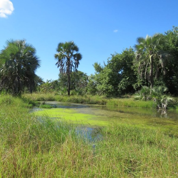 Le Parc national de Gorongosa