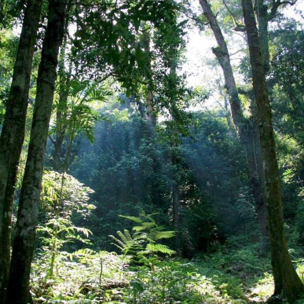 Le Parc national de Gunung Palung
