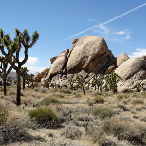 Le Parc national de Joshua Tree