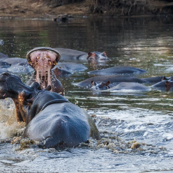 Kafue (parc national)