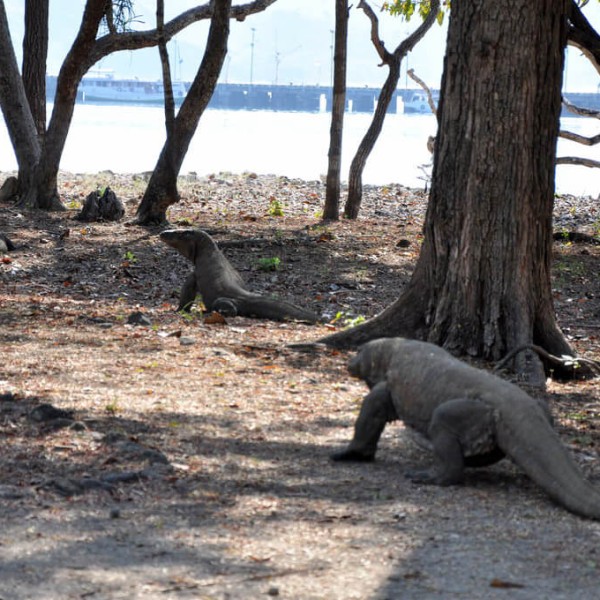 Komodo