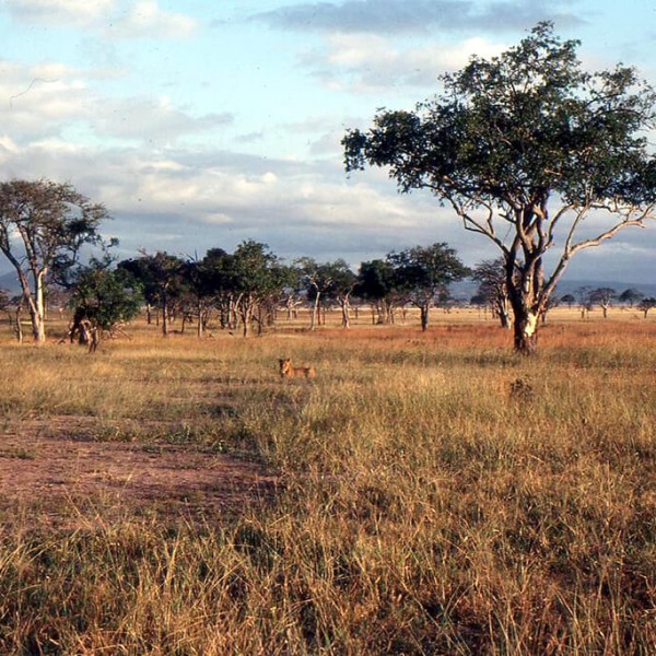 Mikumi (Parc National)