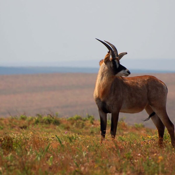 Nyika (Parc national)