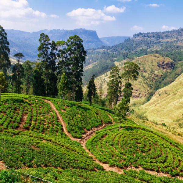 Nuwara Eliya