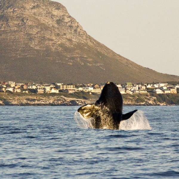 Hermanus