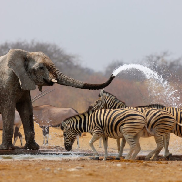 Etosha (Parc national)