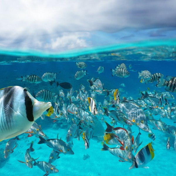 Rangiroa (archipel des Tuamotu)