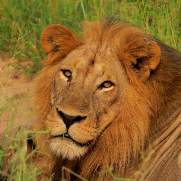 Ruaha (Parc National)