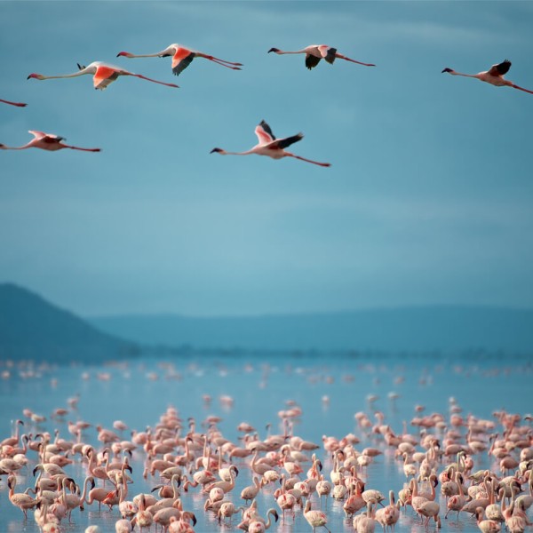 Lake Manyara (Parc national)