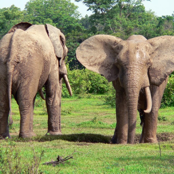 Le Parc national Mole