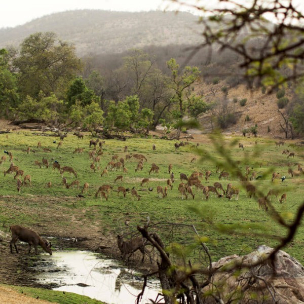 Parc national de Ranthambore
