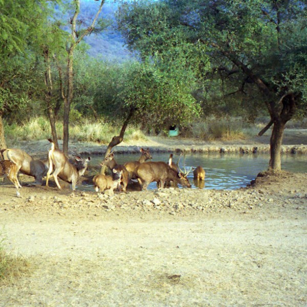 Parc national de Sariska
