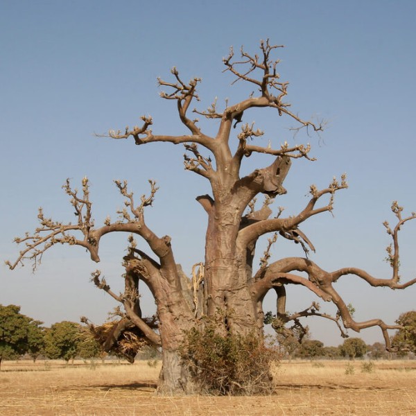 Sikasso