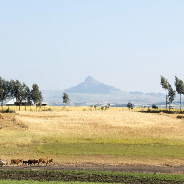 Le Parc national du Simien