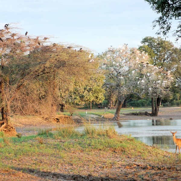 Parc national de Luangwa Sud (South Luangwa)
