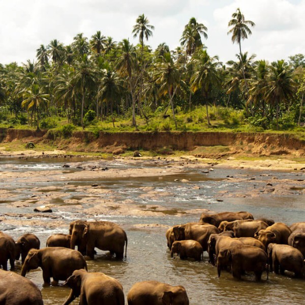 Le Parc national d'Uda Walawe