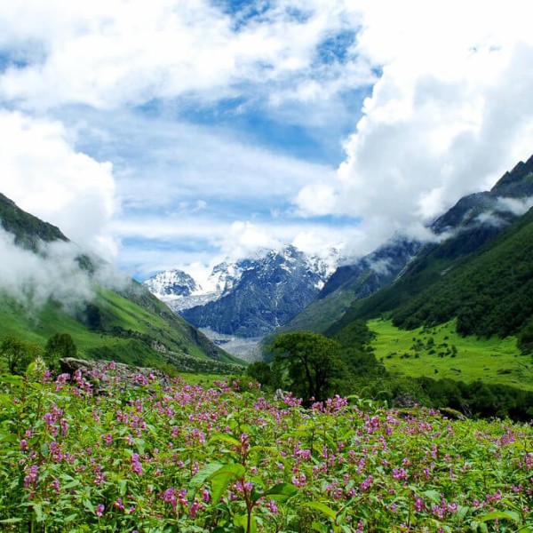Le Parc national de la Vallée des fleurs (Uttrakhand)