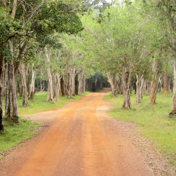 Parc national de Wilpattu