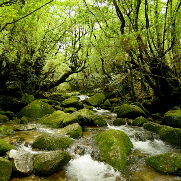 Yakushima